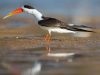 นกกรีดน้ำ   Indian Skimmer