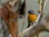 นกจับแมลงหลังสีเทา Slaty-backed Flycatcher