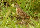 นกคุ่มอืดเล็ก   Small Buttonquail