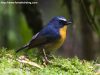 นกจับแมลงหน้าผากขาว Snowy-browed Flycatcher