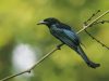 นกแซงแซวหงอนขน Hair-crested Drongo