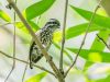 นกหัวขวานจิ๋วท้องลาย   Speckled Piculet