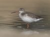 นกทะเลขาแดงลายจุด   Spotted Redshank