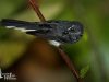 นกอีแพรดอกลาย  Spotted Fantail