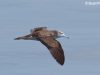 นกจมูกหลอดลาย Streaked Shearwater