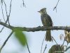 นกปรอดลาย Striated Bulbul
