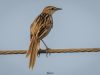 นกหางนาค   Striated Grassbird