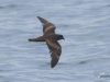 นกโต้คลื่นสีคล้ำ   Swinhoe’s Storm-petrel