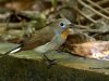 นกจับแมลงคอแดง Taiga Flycatcher