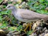 นกตีนเหลือง   Grey-tailed Tattler