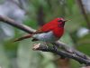 นกกินปลีแดง Temminck’s Sunbird