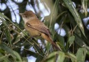 นกพงปากหนา   Thick-billed Warbler