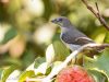 นกกาฝากปากหนา Thick-billed Flowerpecker