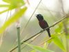 นกกินปลีคอสีม่วง Van Hasselt’s Sunbird