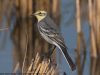 นกเด้าลมหัวเหลือง Citrine Wagtail