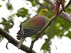 นกเปล้าหางพลั่ว   Wedge-tailed Green Pigeon