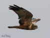 เหยี่ยวทุ่งพันธุ์ยูเรเซีย Western Marsh Harrier