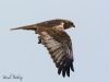 เหยี่ยวทุ่งพันธุ์เอเชียตะวันออก Eastern Marsh Harrier