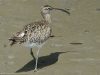 นกอีก๋อยเล็ก  Whimbrel