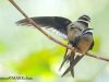 นกแอ่นฟ้าเคราขาว  Whiskered Treeswift