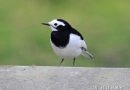 นกอุ้มบาตร  White Wagtail