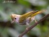 นกภูหงอนท้องขาว   White-bellied Erpornis