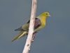 นกเปล้าท้องขาว   White-bellied Green Pigeon