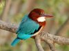 นกกระเต็นอกขาว White-throated Kingfisher