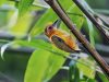 นกหัวขวานจิ๋วคิ้วขาว   White-browed Piculet