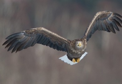 นกอินทรีหางขาว White-tailed Eagle