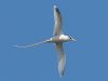 นกร่อนทะเลหางขาว  White-tailed Tropicbird