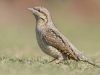 นกคอพัน   Eurasian Wryneck