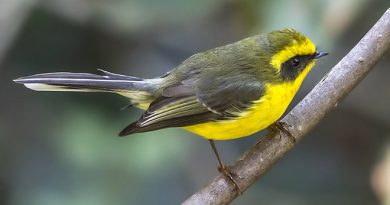 นกอีแพรดท้องเหลือง  Yellow-bellied Fantail