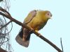 นกเปล้าขาเหลือง Yellow-footed Green Pigeon
