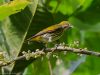 นกกาฝากก้นเหลือง Yellow-vented Flowerpecker