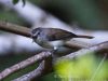 นกกินแมลงหัวสีคล้ำ Sooty-capped Babbler