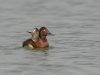 เป็ดดำหัวสีน้ำตาล Ferruginous Pochard