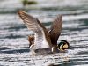 เป็ดเปียหน้าเหลือง Baikal Teal