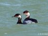 นกเป็ดผีคอดำ Black-necked Grebe  Podiceps nigricollis