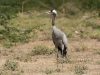 นกกระเรียนพันธุ์ยุโรป Common Crane