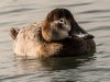 เป็ดโปช้าดหลังขาว Common Pochard