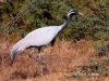 นกกระเรียนเล็ก Demoiselle Crane