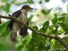 นกคัคคูเหยี่ยวพันธุ์มลายู Malaysian Hawk Cuckoo