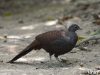 นกแว่นภูเขา Mountain Peacock Pheasant