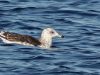 นกนางนวลหลังดำเล็ก Lesser Black-backed Gull