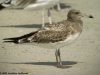 นกนางนวลสีเทาดำ Sooty Gull