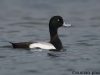 เป็ดดำหลังขาว Greater Scaup