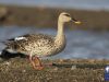 เป็ดเทาพันธุ์อินเดีย Indian Spot-billed Duck