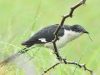 นกคัคคูขาวดำ Pied Cuckoo Clamator jacobinus