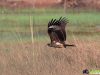 เหยี่ยวหูดำ Black-eared Kite